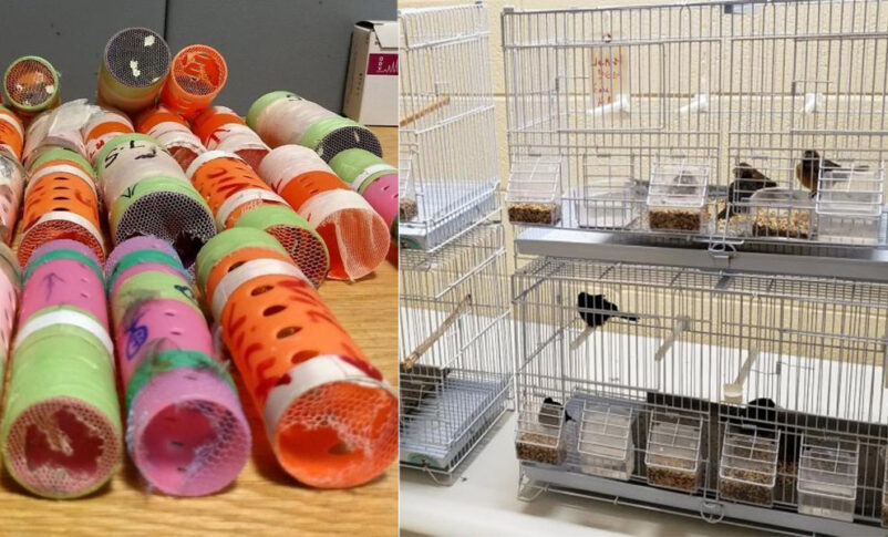 Birds Foun In Hair Curlers At JFK Airport